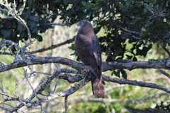 Accipiter tachiro