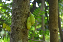 Averrhoa bilimbi