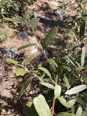 Quercus hypoleucoides