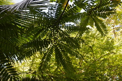 Averrhoa bilimbi