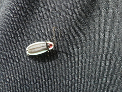Lucidota amabilis