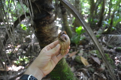 Coenobita brevimanus