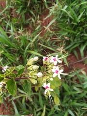 Ajugoideae