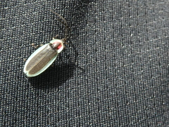 Lucidota amabilis