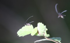 Adela septentrionella