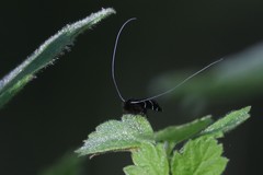 Adela septentrionella