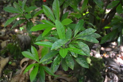 Discocalyx megacarpa