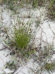 Rhynchospora fascicularis