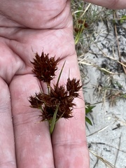 Rhynchospora fascicularis