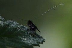 Adela septentrionella