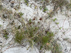 Rhynchospora fascicularis