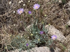 Xylorhiza