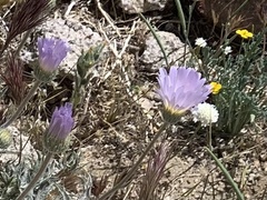 Xylorhiza