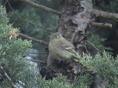 Empidonax affinis
