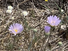Xylorhiza