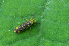 Aulacizes conspersa