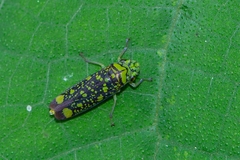 Aulacizes conspersa