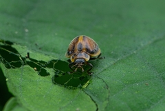 Epilachna clandestina