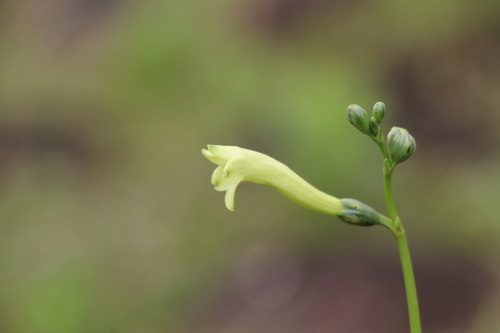 Chelonanthus pterocaulis (Chelonanthus pterocaulis)