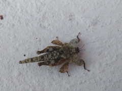 Amorphopus notabilis