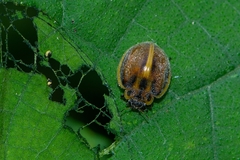 Epilachna clandestina