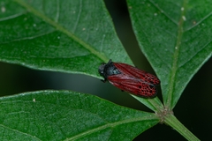 Mahanarva rubripennis