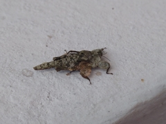 Amorphopus notabilis