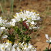 Agathosma glandulosa - Photo (c) Nick Helme, algunos derechos reservados (CC BY-SA), uploaded by Nick Helme