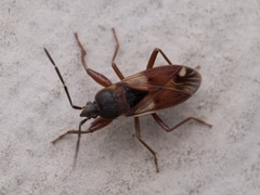 Eremocoris abietis