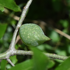 Amphibolips quercuscitriformis