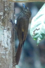 Glyphorynchus spirurus