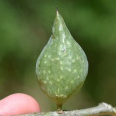 Amphibolips quercuscitriformis