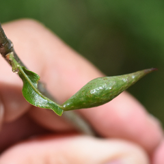 Amphibolips quercuscitriformis