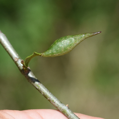 Amphibolips quercuscitriformis