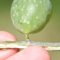 Amphibolips quercuscitriformis