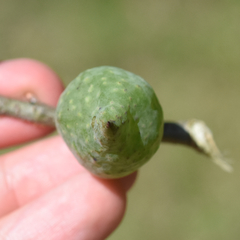 Amphibolips quercuscitriformis