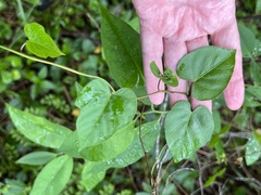 Ipomoea alba