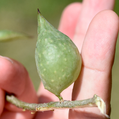 Amphibolips quercuscitriformis