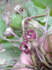 Asarum canadense reflexum