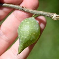 Amphibolips quercuscitriformis