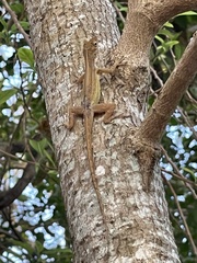Anolis concolor