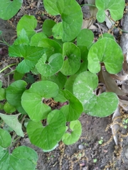 Asarum canadense reflexum