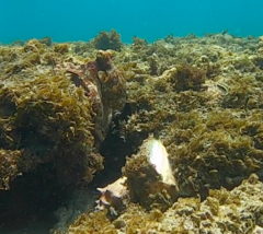 Octopus briareus