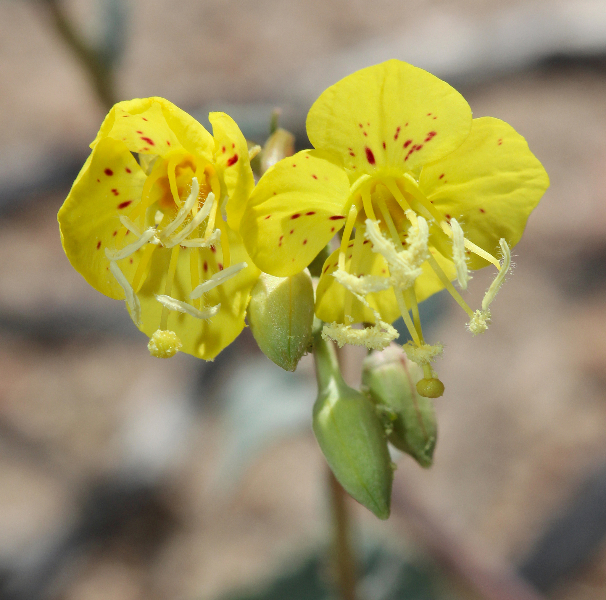 Chylismia claviformis ssp. lancifolia