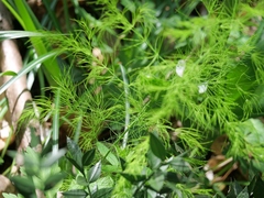 Asparagus tenuifolius