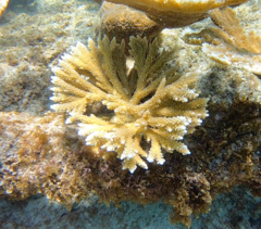 Acropora prolifera