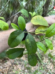 Citrus × taitensis