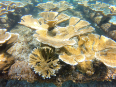 Acropora prolifera