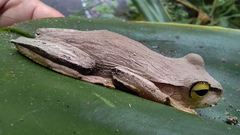 Boana bischoffi