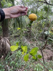 Citrus × taitensis